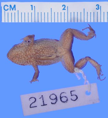 Media type: image; Herpetology A-21965
